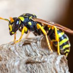 Pest Control Picture of Paper Wasp - Pest Masters - 500