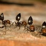 Pest Control Ants - Picture of Acrobatic Ants - CREMATOGASTER - Pest Masters - 500
