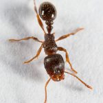 Pest Control Ants - Picture of Pavement Ants - Tetramorium - Pest Masters - 500