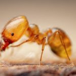 Pest Control Ants - Picture of Pharaoh Ant - MONOMORIUM PHARAONIS - Pest Masters - 500