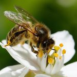Pest Control Honey Bee - Apis - Pest Masters -500