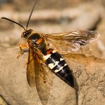 Pest Control Picture Cicada Killer Wasp - Sphecius speciosus - Pest Masters - 500