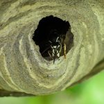 Pest Control Picture of Bald-Face Hornet - Dolichovespula maculata - Pest Masters - 500